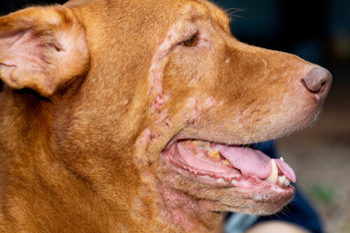Dermatitis en perros: cómo tratarla