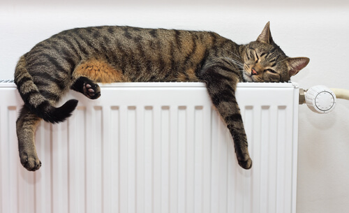 Diferencia entre felinos salvajes y gato doméstico