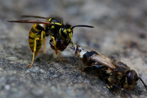 7 diferencias entre abejas y avispas