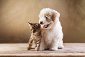 Diferencias entre perros y gatos