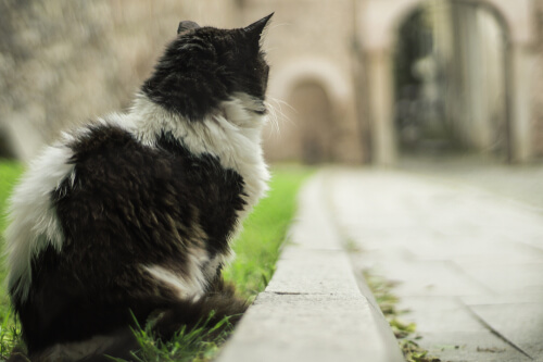 Documental Kedi de gatos