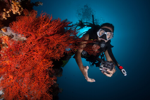 Dónde se encuentran los arrecifes de coral