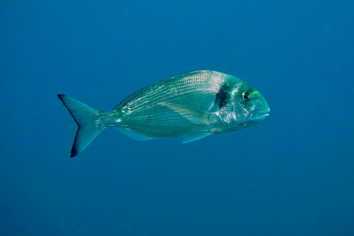 Una dorada en el mar.