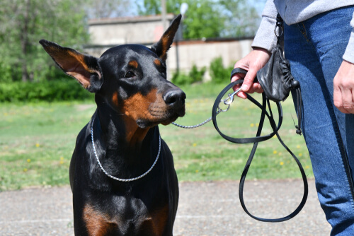 Educación básica para un doberman