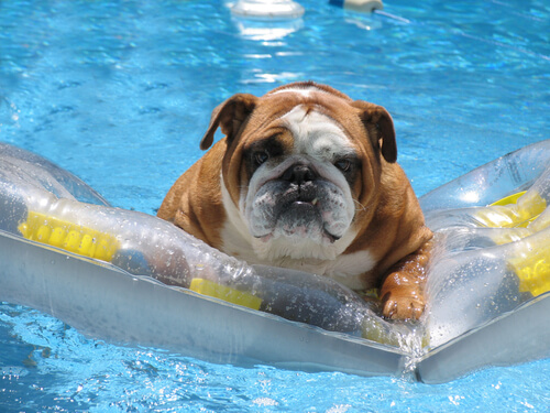 El cloro de la piscina en la piel de tu mascota