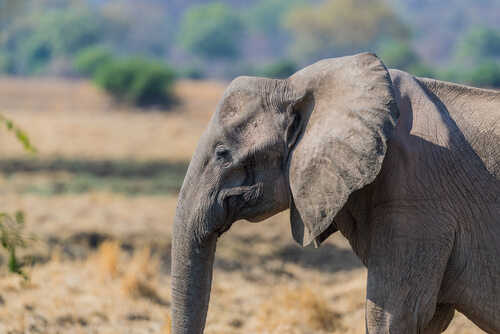 ¿Por qué cada vez hay más elefantes sin colmillos?