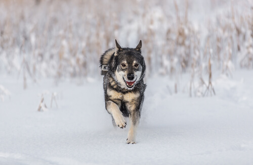 Elkhound noruego