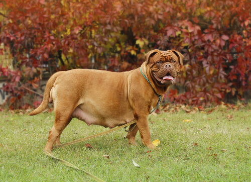 Scheinschwangerschaft bei Hunden: Wie kann ich das erkennen und was ist dann zu tun?