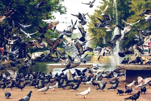 Enfermedades que transmiten las palomas