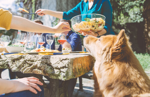 Ensalada de pasta para perros