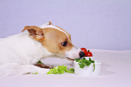 Recetas de ensaladas para perros