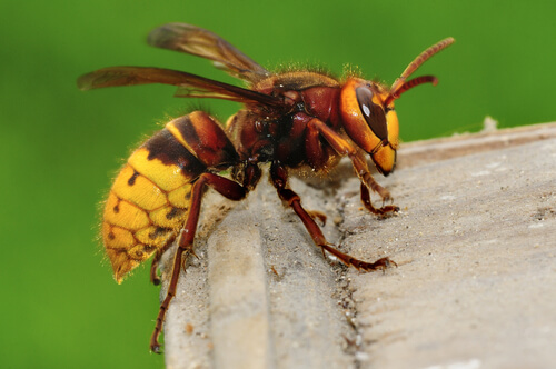 Especies de avispas: avispón