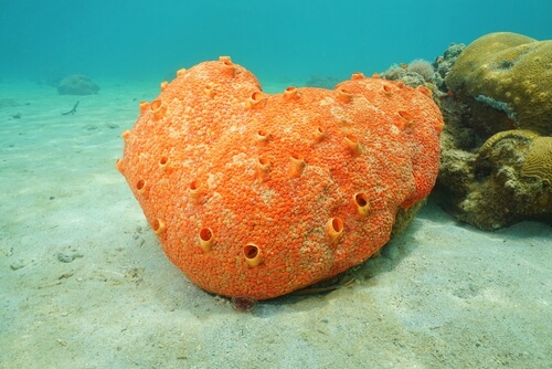 Sea sponges.