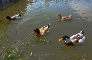Fabricar un estanque para tus patos