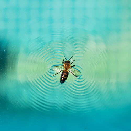 Cómo evitar insectos en tu piscina de casa
