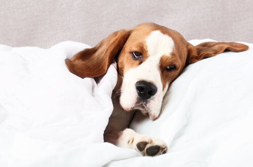 Filariosis canina: tratamiento