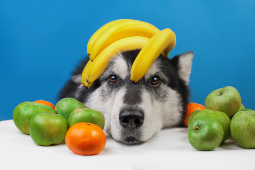A dog and fruit.
