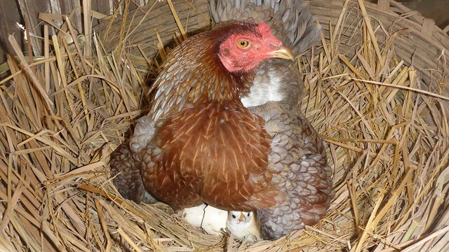 Gallina incubando