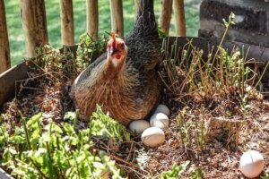 ¿Las gallinas ponen huevos todos los días?