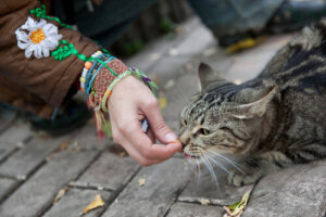 Cómo ganarse la confianza de un gato callejero