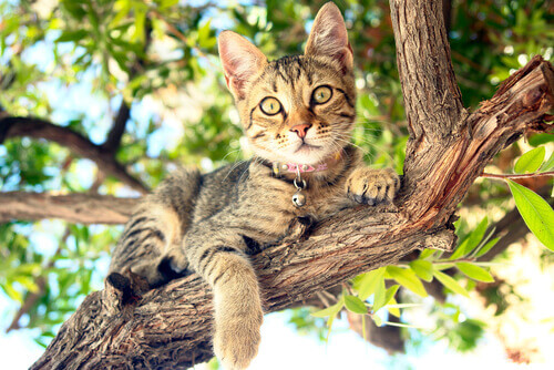Gato con vértigo