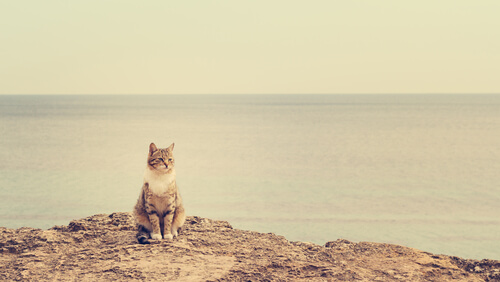 Gato en la playa