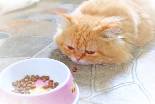 Il gatto malato non mangia