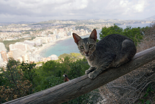 ¿Tiene tu gato miedo a las alturas?