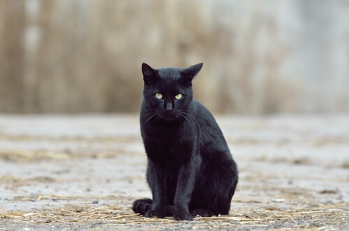 Gato preto: boa ou má sorte