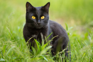 Gato pantera, características y cuidados