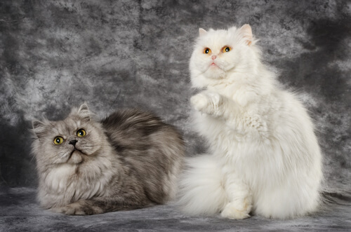 Gato persa y gato de Angora