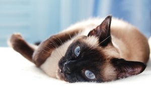 5 razas de gatos asiáticos