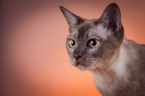 Gato tonkinés: carácter
