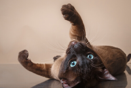 Gato tonkinés: cuidados