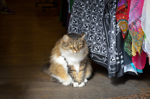 Gatos en Estambul