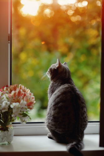 Gatos: mitos y leyendas