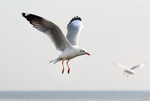 Gaviota, características y forma de vida
