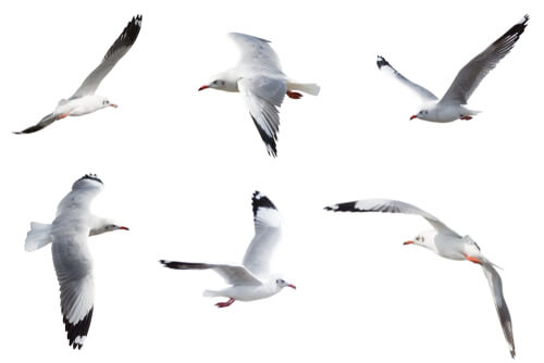Gaviota: reproducción