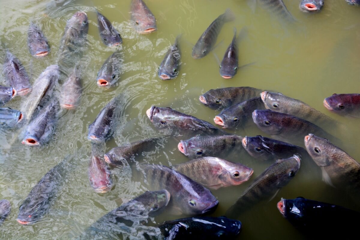 Un grupo de tilapias, peces que pueden criarse en sistemas acuícolas.
