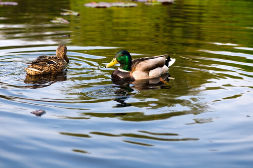 Hacer estanque para patos