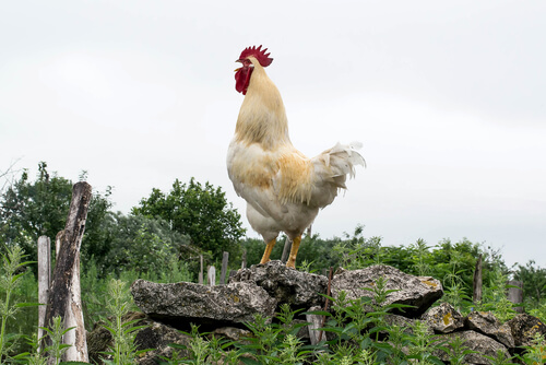 Hacer que un gallo no cante
