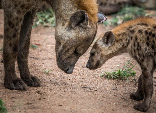 El dominio de las hembras de hiena