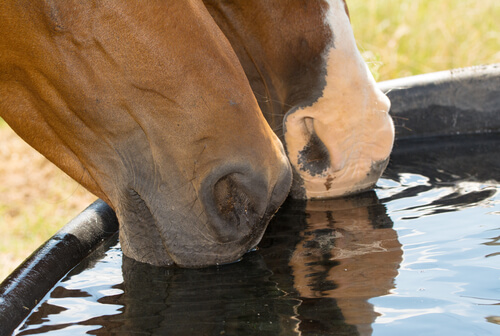 Hidratación del caballo