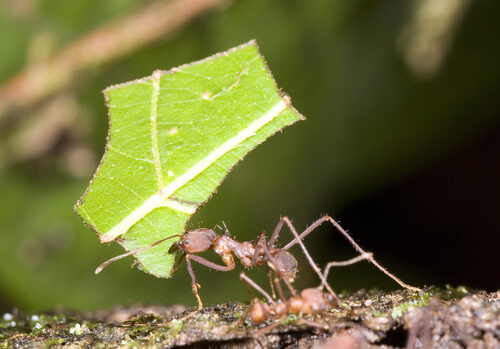 5 tipos de hormigas