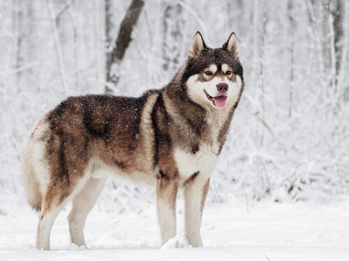 Husky sibérien, un des chiens qui résistent le mieux au froid.