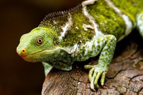 Iguana crestada de Fiji en peligro de extinción