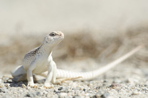 Iguana del desierto: características