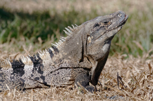 Iguana rayada (Ctenosaura similis)