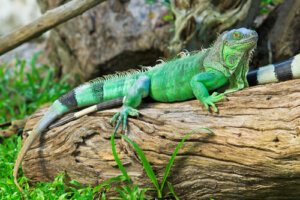 11 especies de iguanas