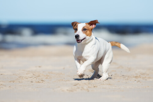 Ir a la playa con tu perro